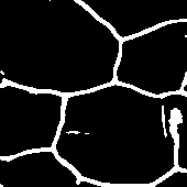 &ldquo;primordia img&rdquo;